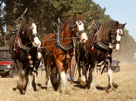 Caballos: los mejores piensos y curiosidades